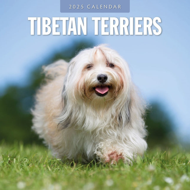 Tibetan Terriers - 2025 Square Wall Calendar Animals 16 Months Premium Planner