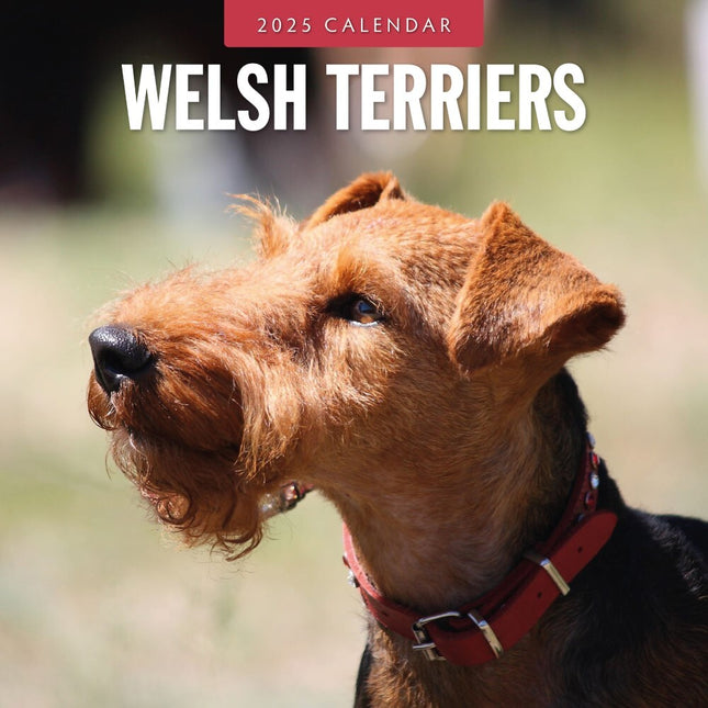 Welsh Terriers 2025 Square Wall Calendar Animals 16 Months Premium Planner Gift