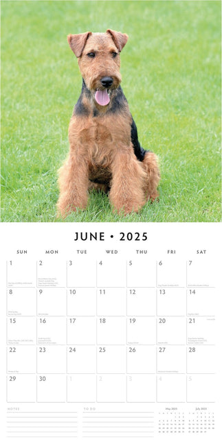 Welsh Terriers 2025 Square Wall Calendar Animals 16 Months Premium Planner Gift