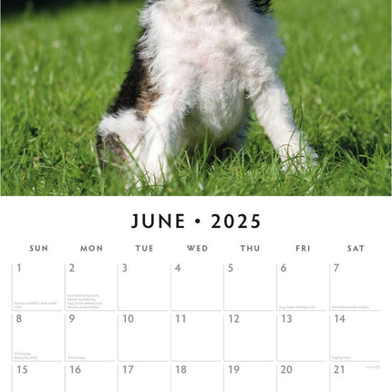 Wire Fox Terriers - 2025 Square Wall Calendar Animals 16 Months Premium Planner