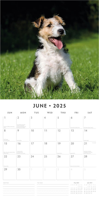 Wire Fox Terriers - 2025 Square Wall Calendar Animals 16 Months Premium Planner