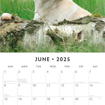 Yellow Labrador Retriever Puppies - 2025 Square Wall Calendar Animals 16 Month