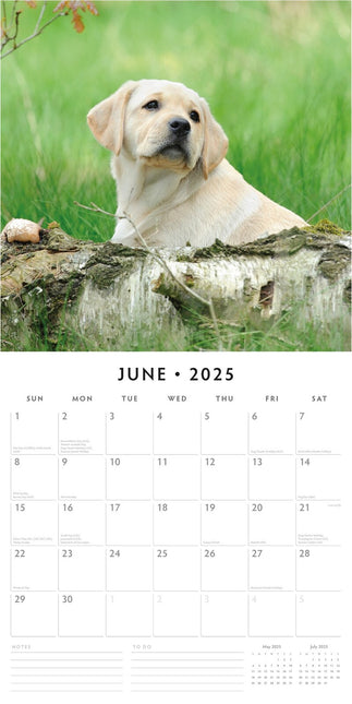 Yellow Labrador Retriever Puppies - 2025 Square Wall Calendar Animals 16 Month