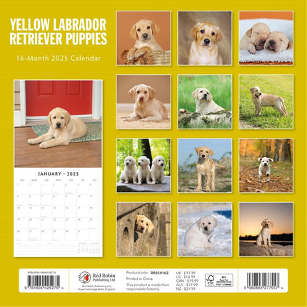 Yellow Labrador Retriever Puppies - 2025 Square Wall Calendar Animals 16 Month