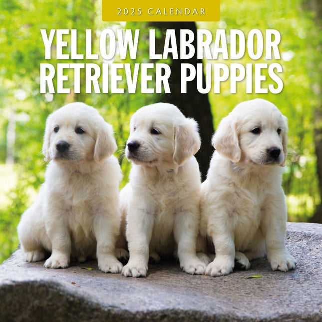 Yellow Labrador Retriever Puppies - 2025 Square Wall Calendar Animals 16 Month