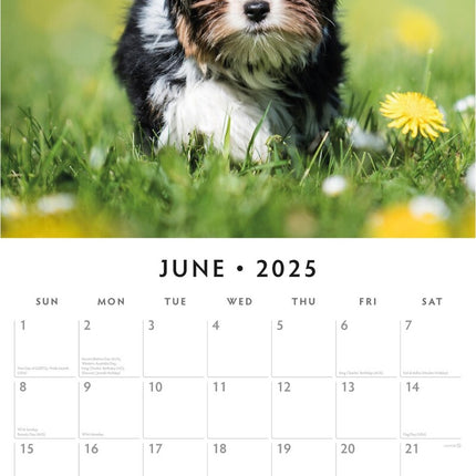 Yorkshire Terrier Puppies - 2025 Square Wall Calendar Animals 16 Months Planner