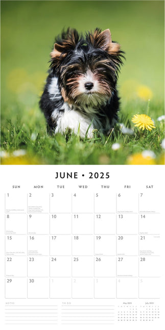 Yorkshire Terrier Puppies - 2025 Square Wall Calendar Animals 16 Months Planner