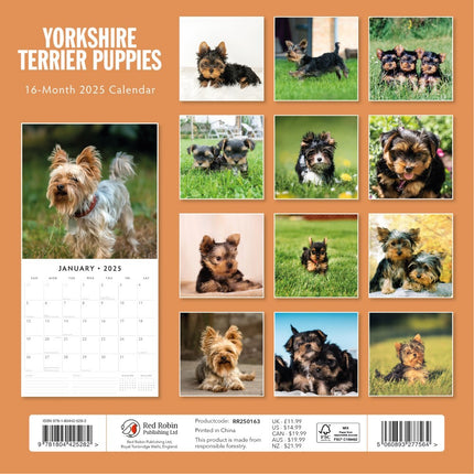 Yorkshire Terrier Puppies - 2025 Square Wall Calendar Animals 16 Months Planner