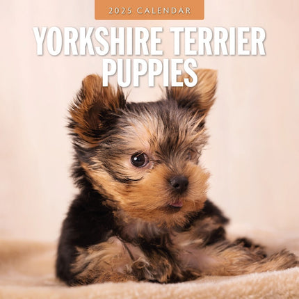 Yorkshire Terrier Puppies - 2025 Square Wall Calendar Animals 16 Months Planner