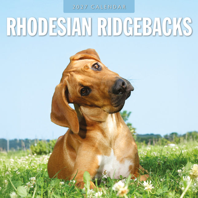 Rhodesian Ridgebacks 2027 square wall calendar - front cover