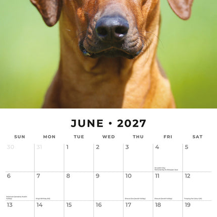 Rhodesian Ridgebacks 2027 square wall calendar - monthly calendar spread