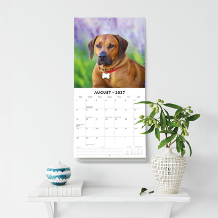 Rhodesian Ridgebacks 2027 square wall calendar - wall display