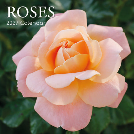 Roses 2027 Premium Square Wall Calendar cover