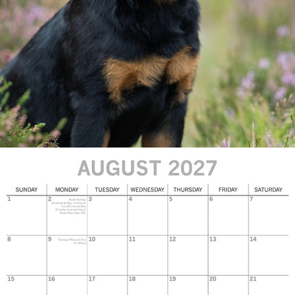 Rottweiler Puppies 2027 Premium Square Wall Calendar August sample page