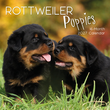 Rottweiler Puppies 2027 Premium Square Wall Calendar cover