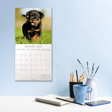 Rottweiler Puppies 2027 Premium Square Wall Calendar lifestyle image
