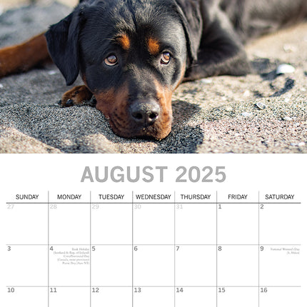 Rottweilers 2025 Square Wall Calendar Dogs Pets Animals 16-Month Premium Planner