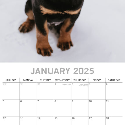 Rottweilers 2025 Square Wall Calendar Dogs Pets Animals 16-Month Premium Planner