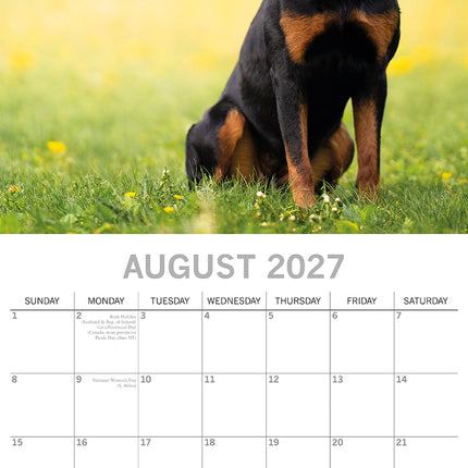 Rottweilers 2027 Premium Square Wall Calendar August sample page