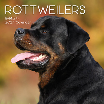 Rottweilers 2027 Premium Square Wall Calendar cover