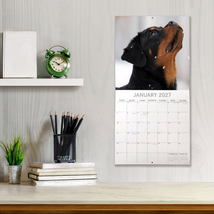 Rottweilers 2027 Premium Square Wall Calendar lifestyle image