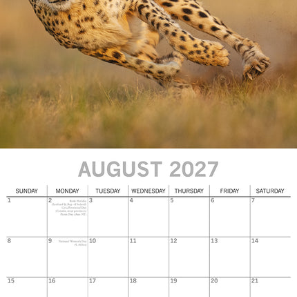 Safari 2027 Premium Square Wall Calendar August sample page
