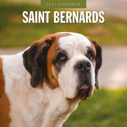 Saint Bernards 2027 square wall calendar - front cover