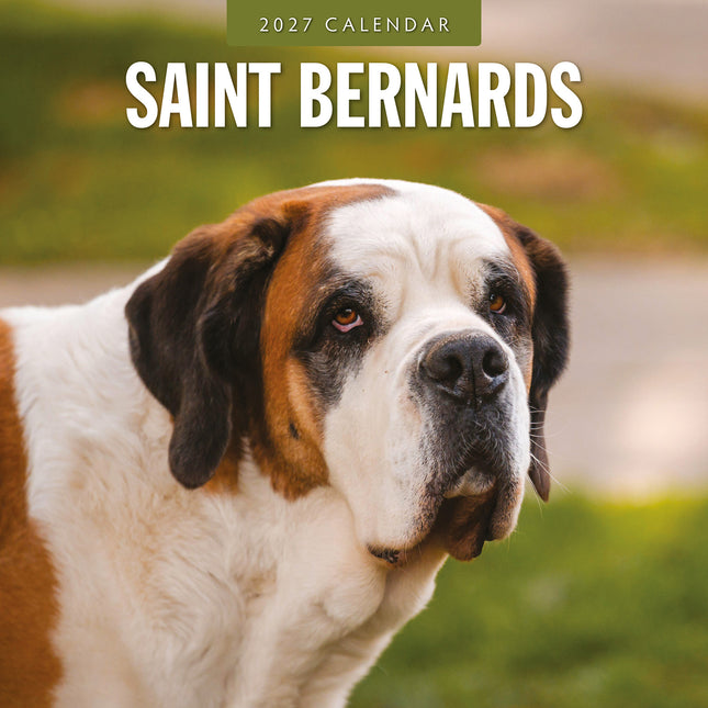 Saint Bernards 2027 square wall calendar - front cover