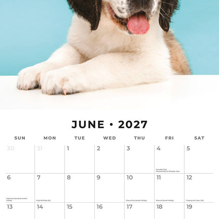 Saint Bernards 2027 square wall calendar - monthly calendar spread