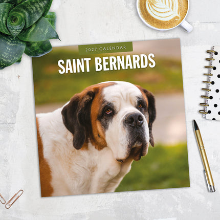 Saint Bernards 2027 square wall calendar - image detail
