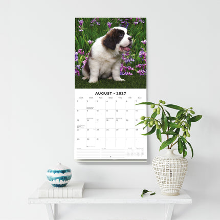 Saint Bernards 2027 square wall calendar - wall display