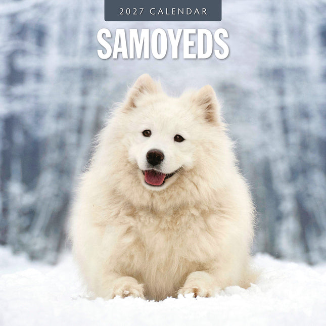 Samoyeds 2027 square wall calendar - front cover