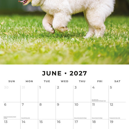 Samoyeds 2027 square wall calendar - monthly calendar spread