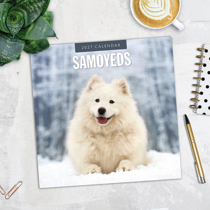Samoyeds 2027 square wall calendar - image detail