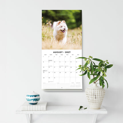 Samoyeds 2027 square wall calendar - wall display