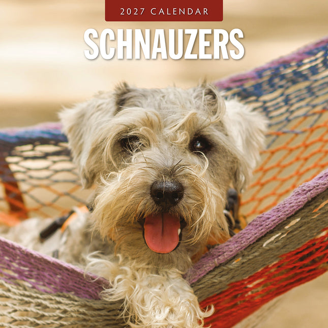 Schnauzer 2027 square wall calendar - front cover