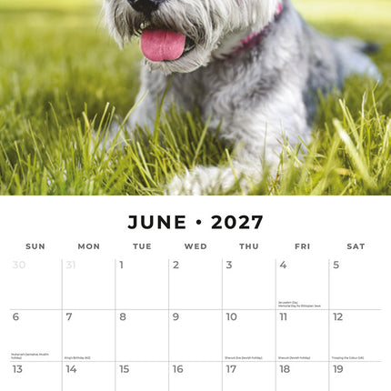 Schnauzer 2027 square wall calendar - monthly calendar spread