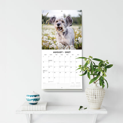 Schnauzer 2027 square wall calendar - wall display