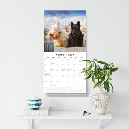 Scottish Terriers 2027 square wall calendar - wall display