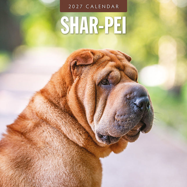 Shar-Pei 2027 square wall calendar - front cover