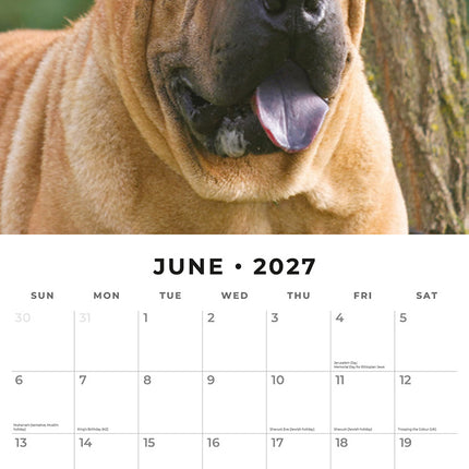 Shar-Pei 2027 square wall calendar - monthly calendar spread
