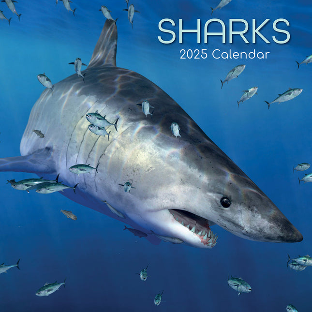 Sharks - 2025 Square Wall Calendar Pets Animals 16 Months Premium Planner Gift