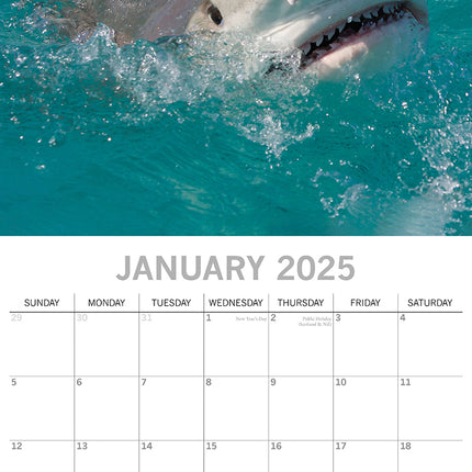 Sharks - 2025 Square Wall Calendar Pets Animals 16 Months Premium Planner Gift