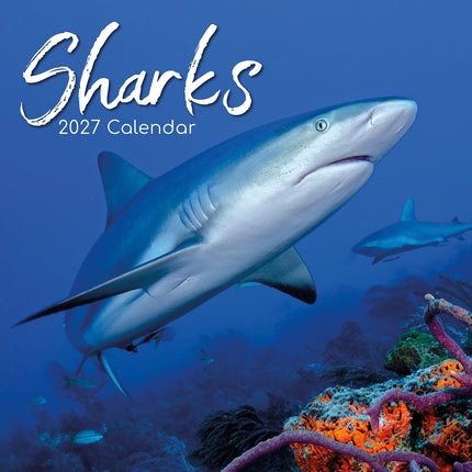 Sharks 2027 Premium Square Wall Calendar cover
