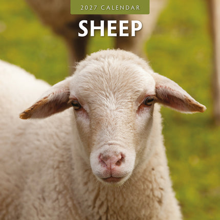 Sheep 2027 square wall calendar - front cover