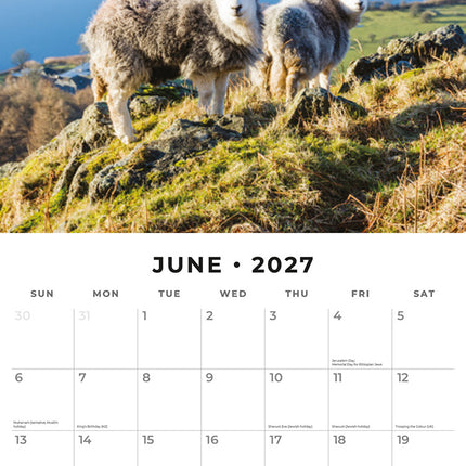 Sheep 2027 square wall calendar - monthly calendar spread