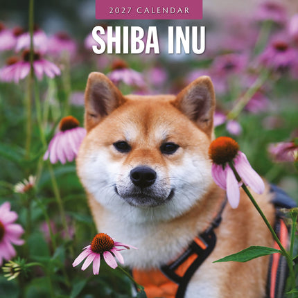 Shiba Inu 2027 square wall calendar - front cover