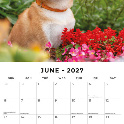 Shiba Inu 2027 square wall calendar - monthly calendar spread