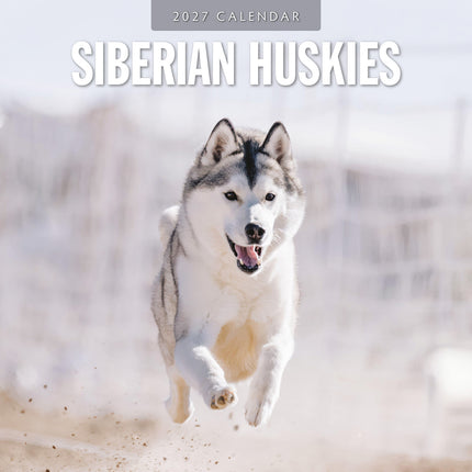 Siberian Huskies 2027 square wall calendar - front cover