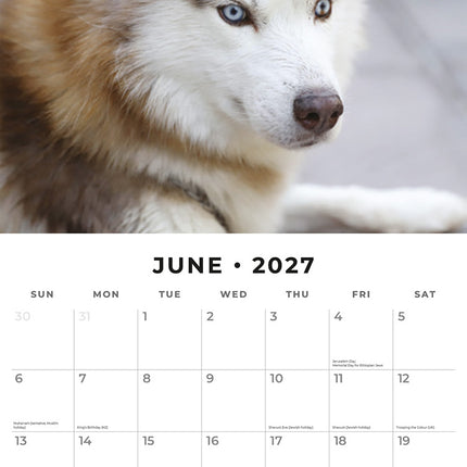 Siberian Huskies 2027 square wall calendar - monthly calendar spread